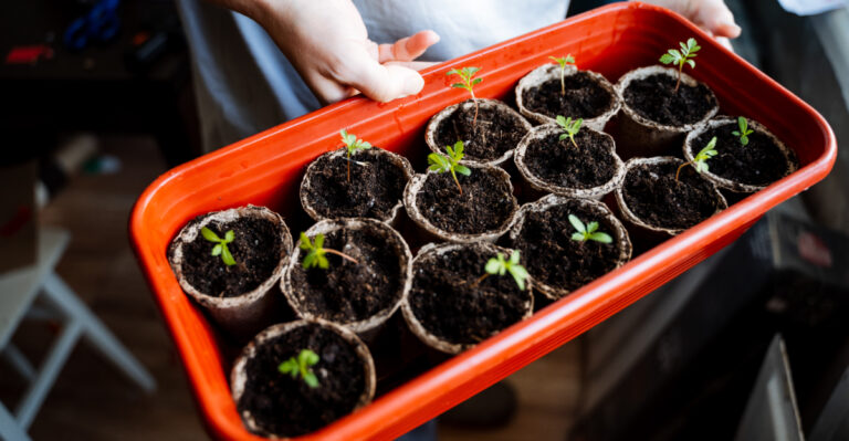 indoor seedlings