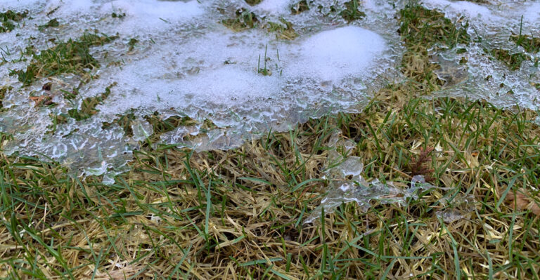 freeze on lawn