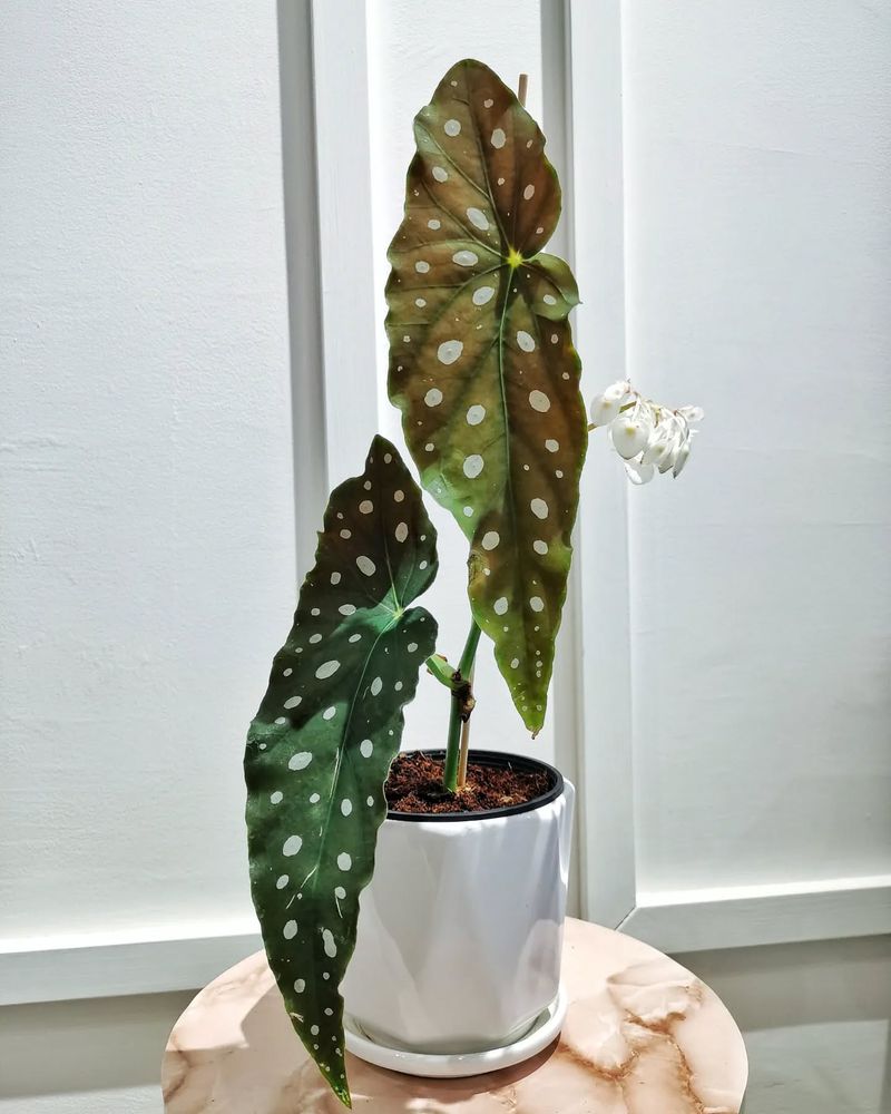 Provide Bright, Indirect Light