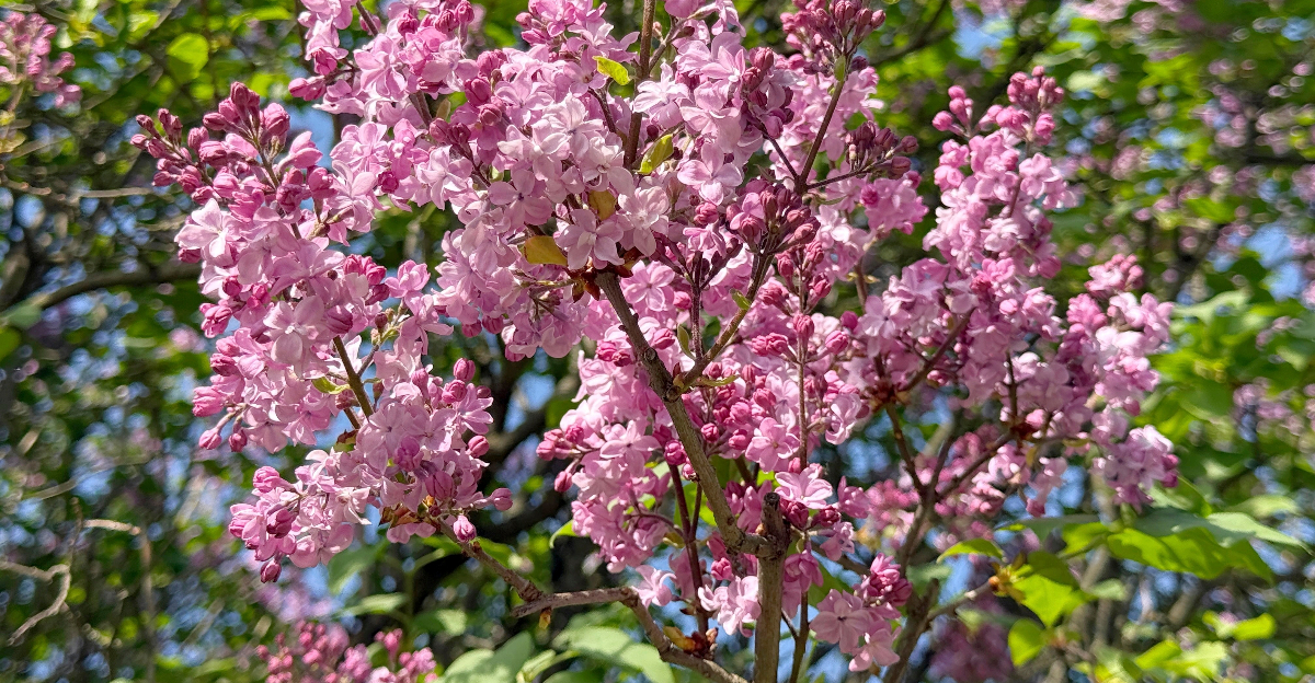 pink flowering plant