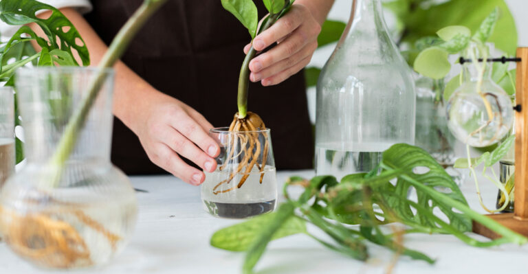 propagating houseplants