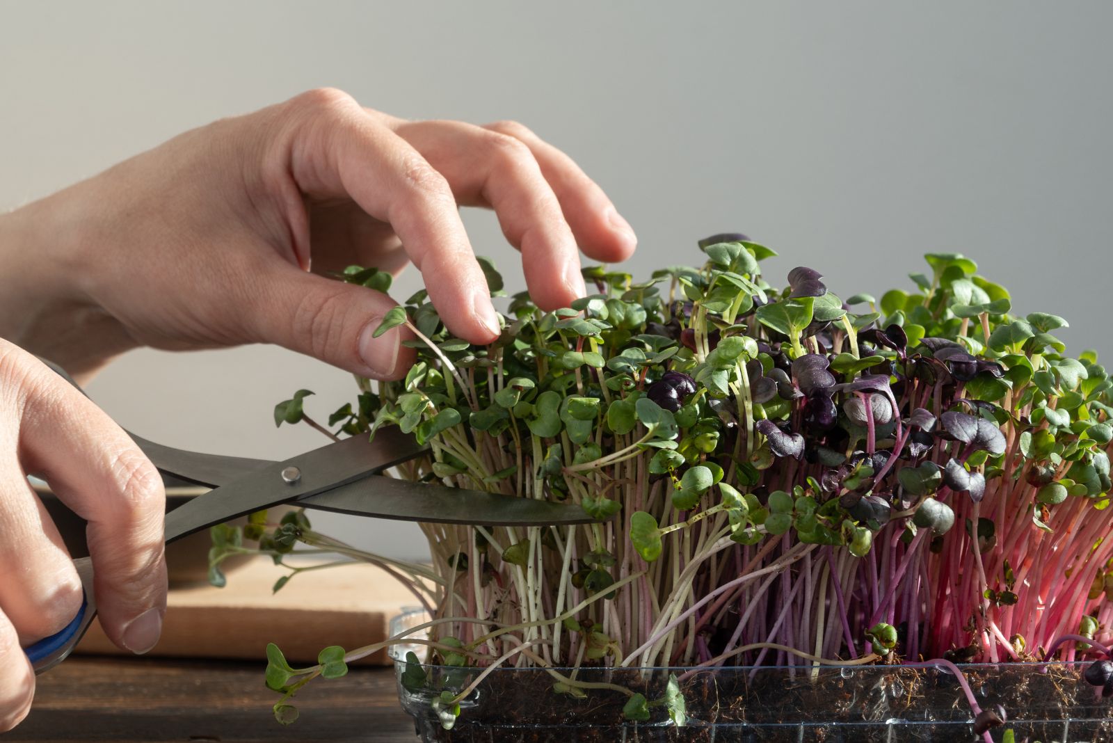 harvesting microgreens