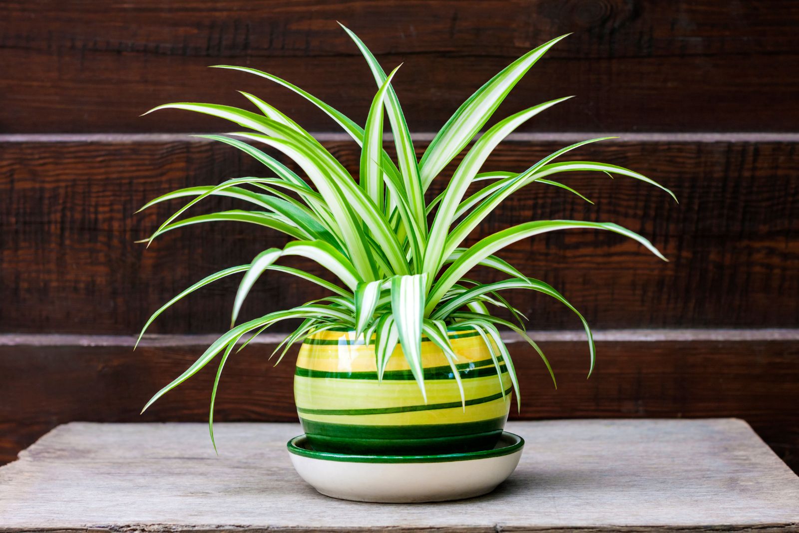 spider plant