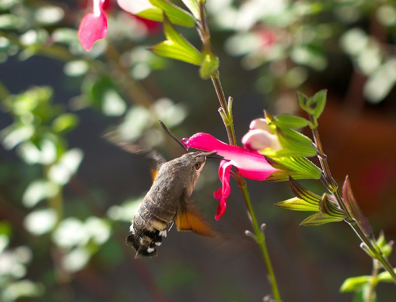 The Flowers That Feed Them All Winter