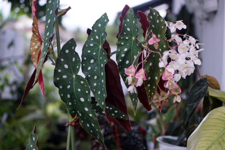 begonia maculata