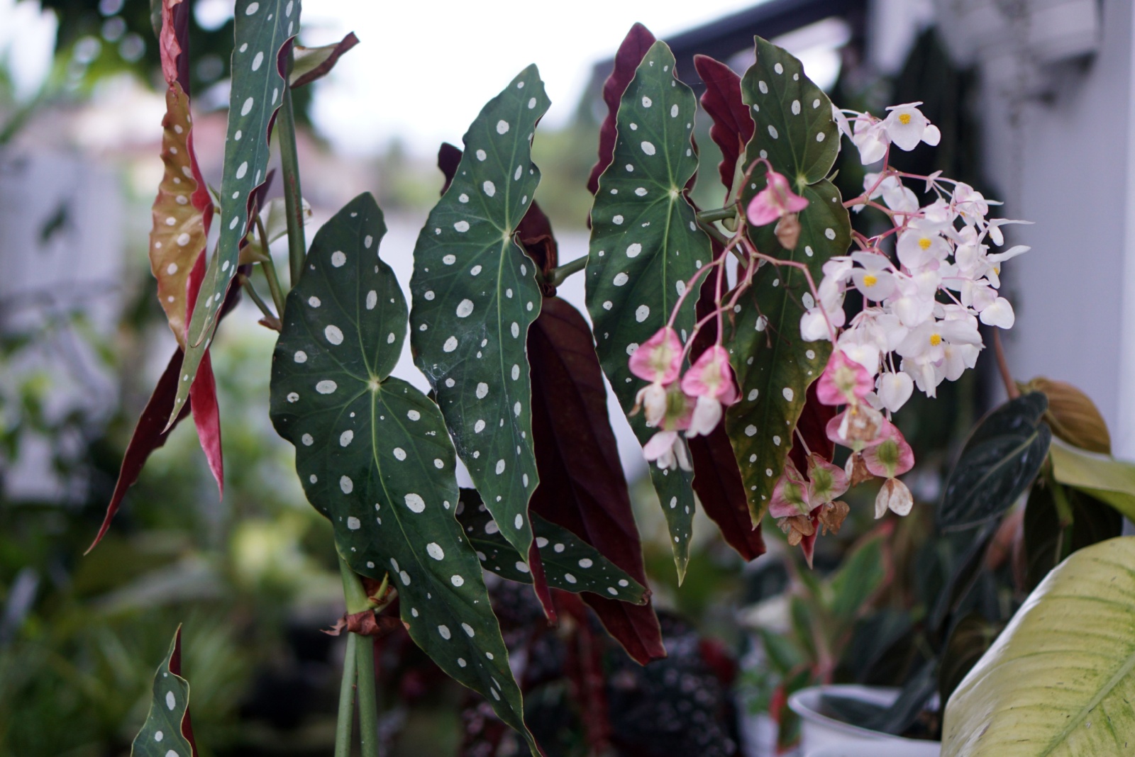 begonia maculata