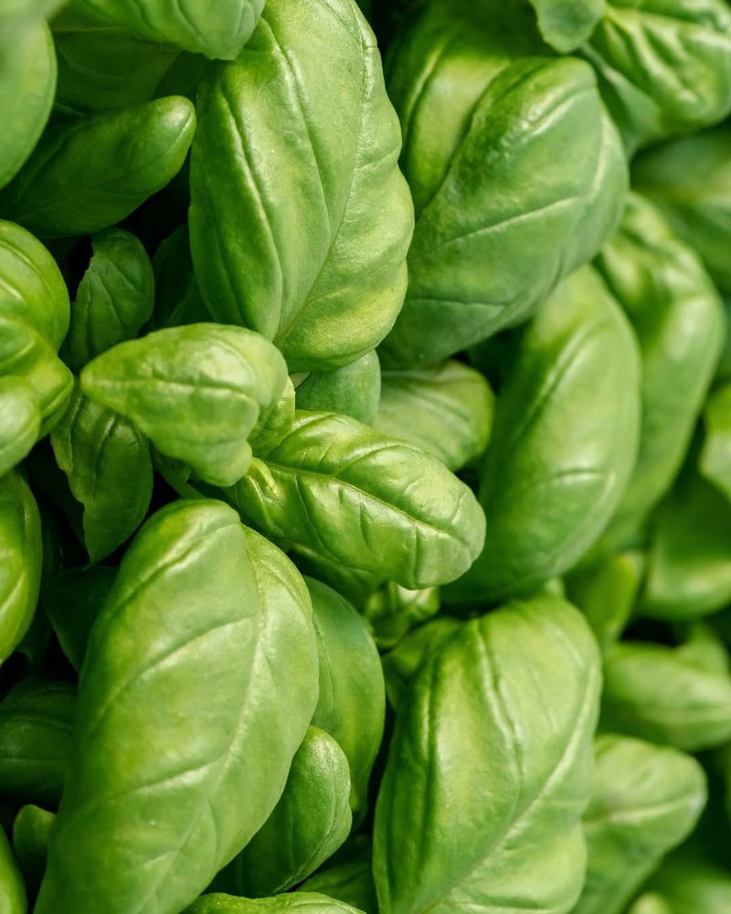 Basil: The Kitchen Garden Essential