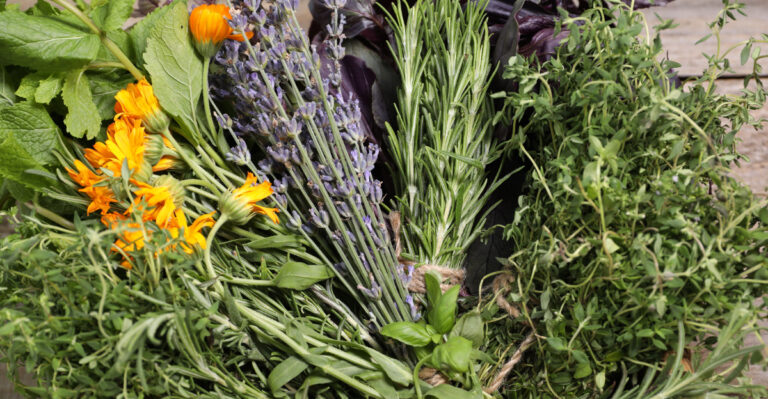 useful plants harvest