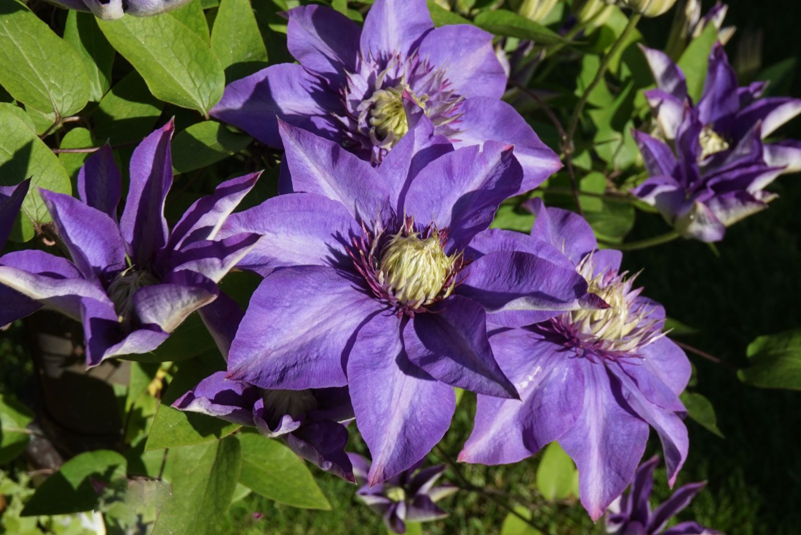 purple clematis