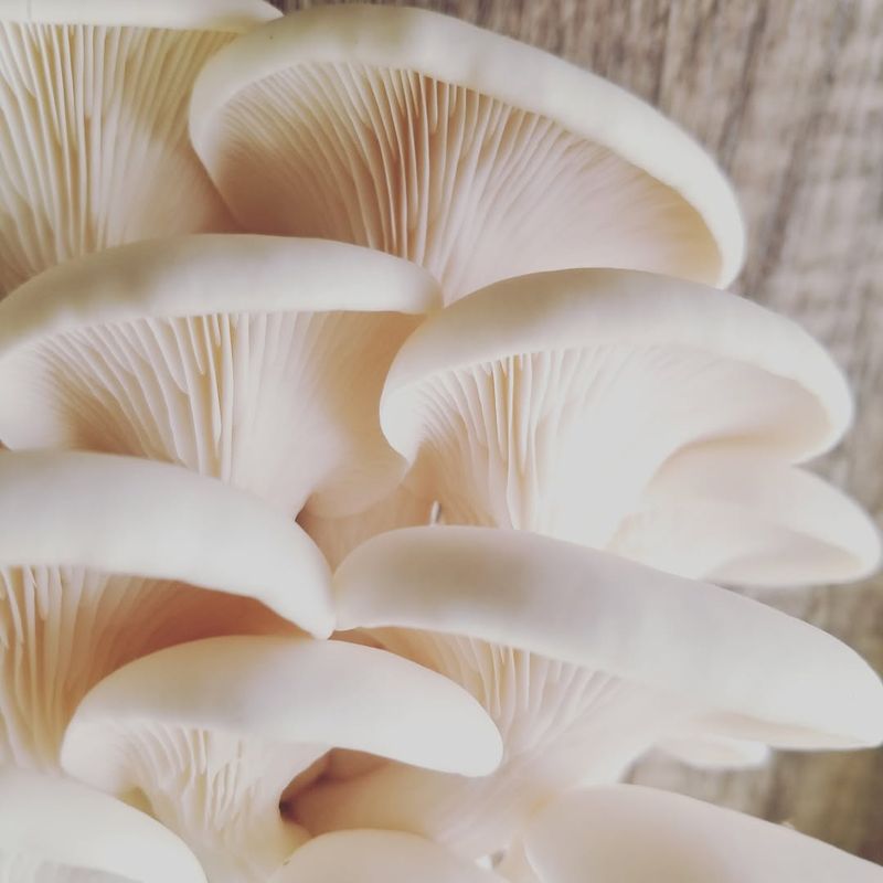 Maintain Cool Growing Temperatures Between 45–60°F