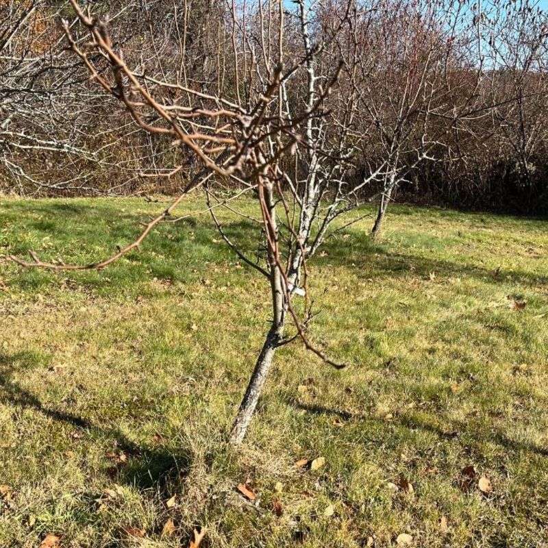 This Is Exactly When Ohio Fruit Trees Should Be Pruned Instead