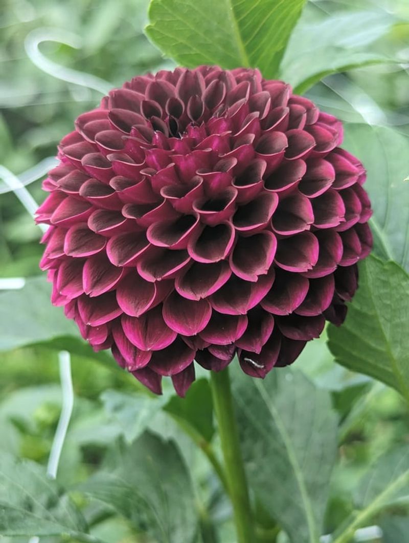 Start With Bold, Round Blooms