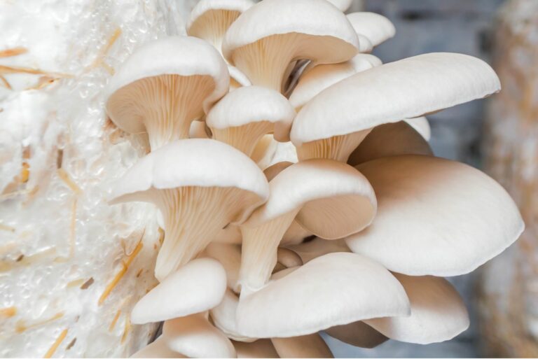snow oyster mushrooms