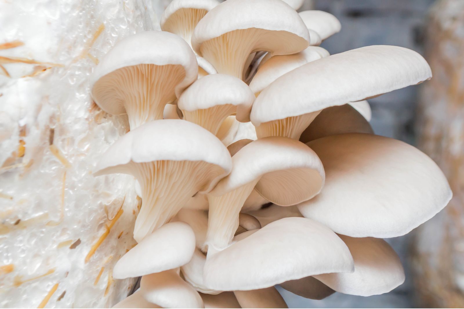 snow oyster mushrooms