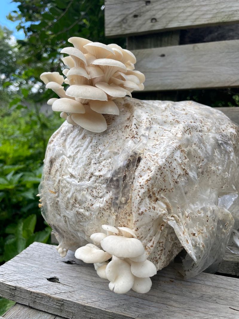 Start With A Quality Mushroom Growing Kit