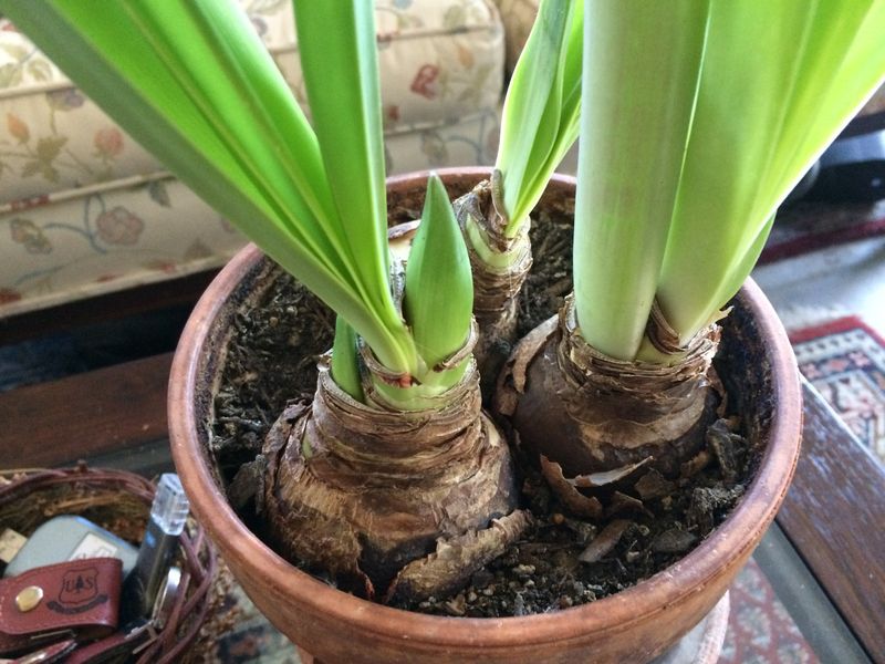 Choose High-Quality Bulbs From Trusted Pennsylvania Garden Centers