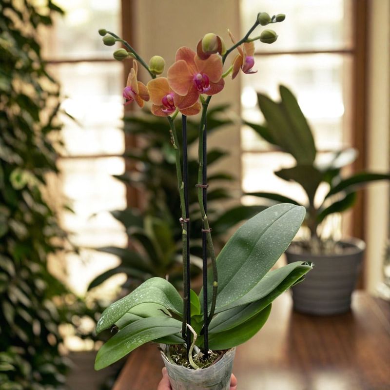 Give Orchids Bright Indirect Light