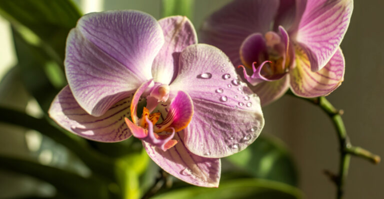 orchids
