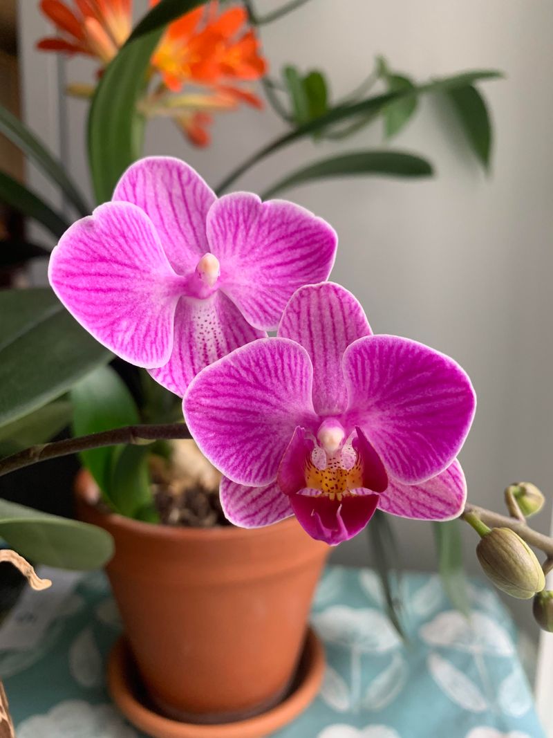 Care Tips After Pruning Orchids