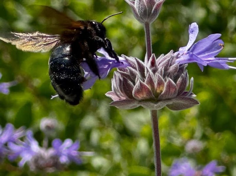 Why Pollinators Love Sage Flowers