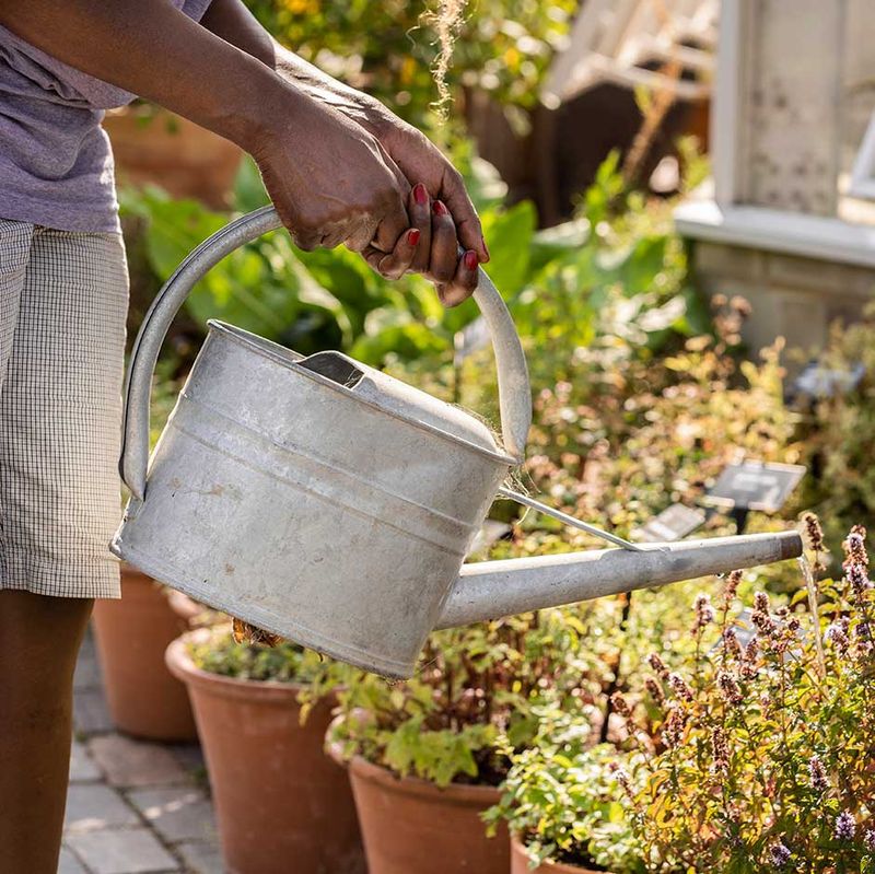 Container Plants Require A Different Watering Routine