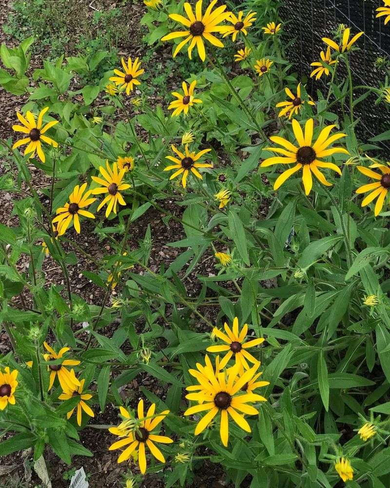 Choosing Native Plants That Thrive In Georgia's Heat And Humidity