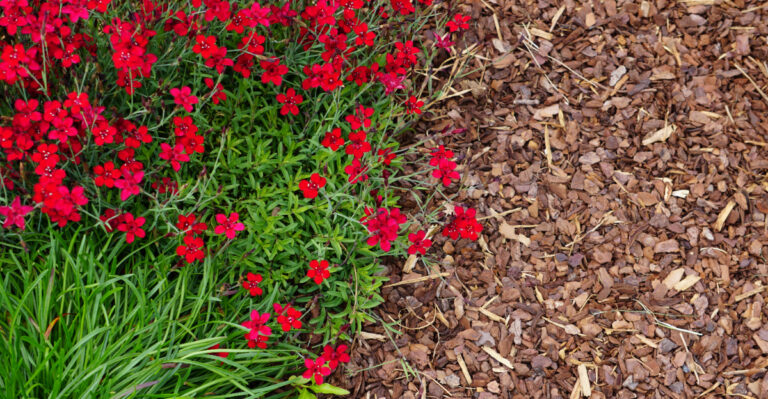 garden (featured image)