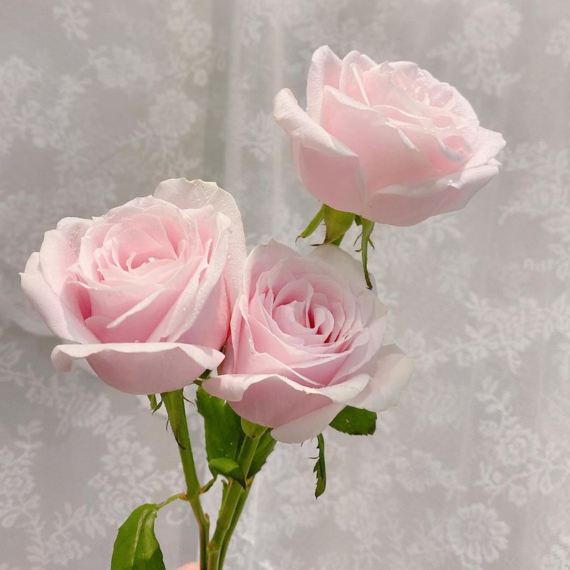 Choosing Flowers That Express Your Message