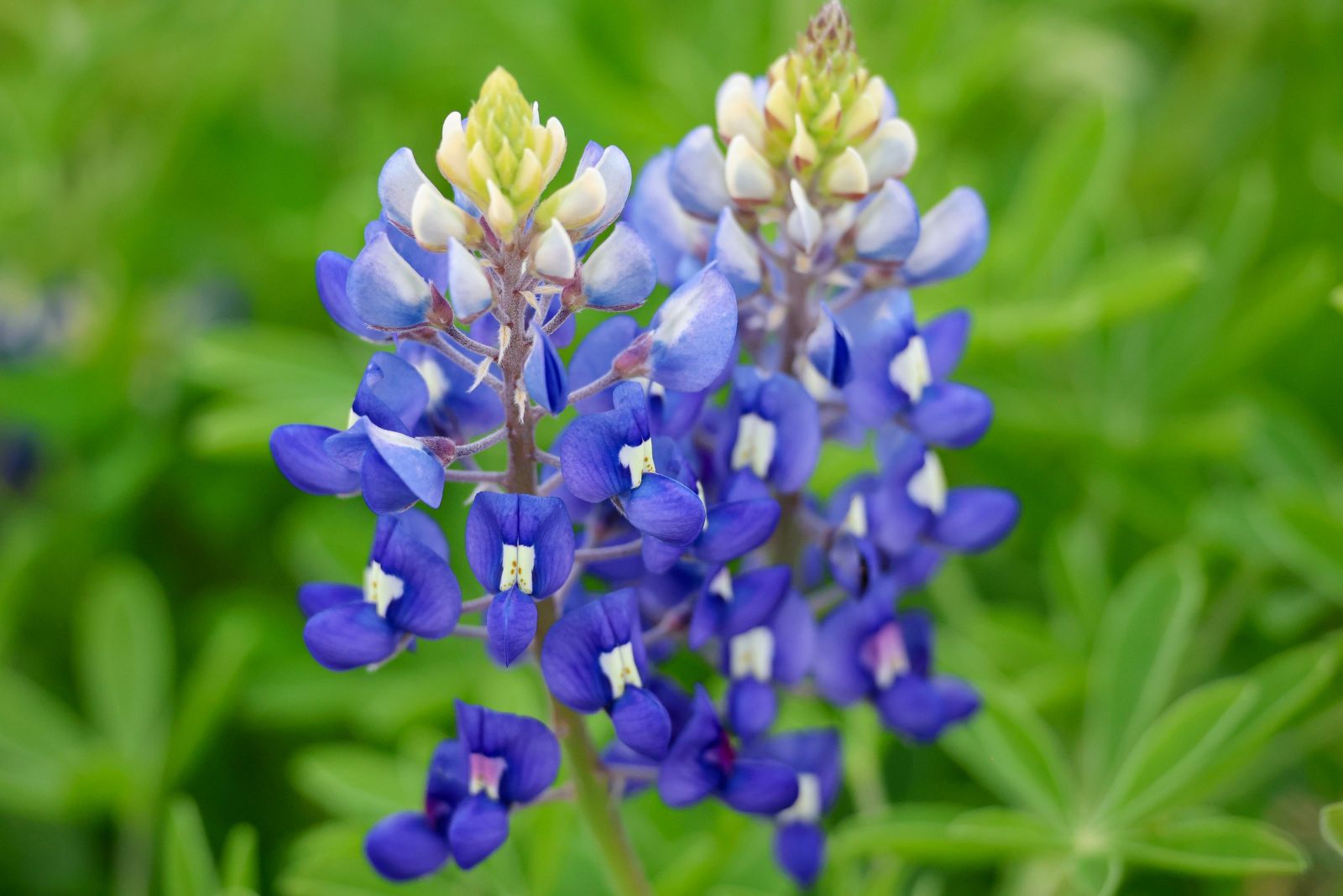 bluebonnets