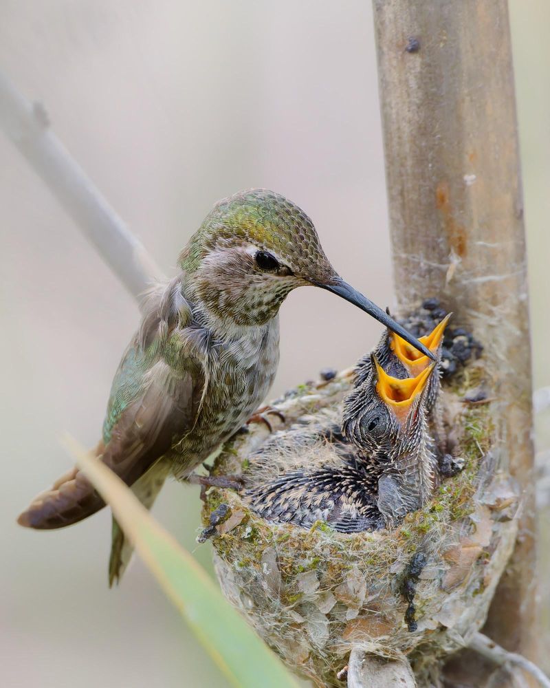 What Winter Survival Means For Spring Breeding
