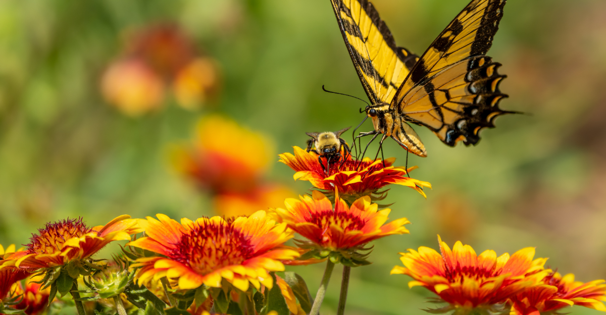 bee and butterfly on flowers