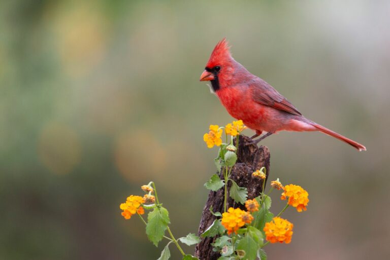 northern cardinal in garden