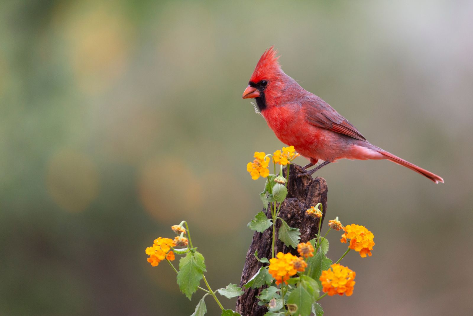northern cardinal in garden