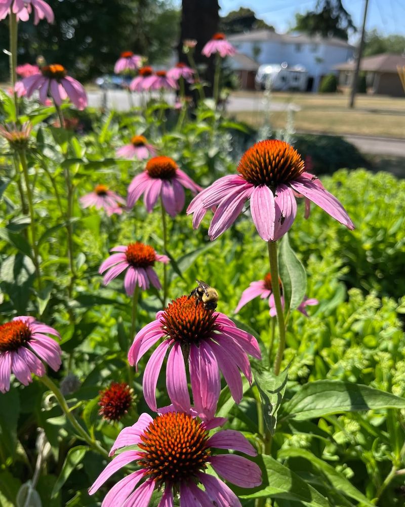 Purple Coneflower (Echinacea Purpurea)
