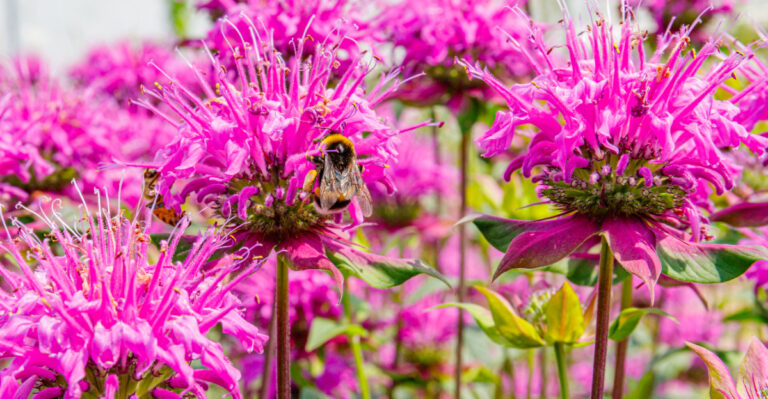 pollinator garden flowers