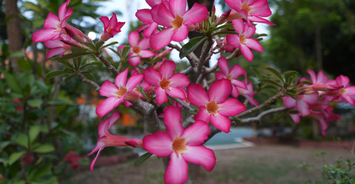 desert rose plant