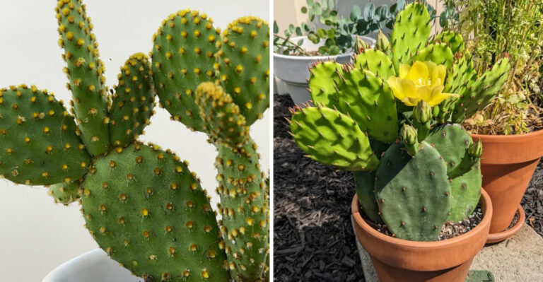 How To Care For Eastern Prickly Pear Cactus In Michigan Homes