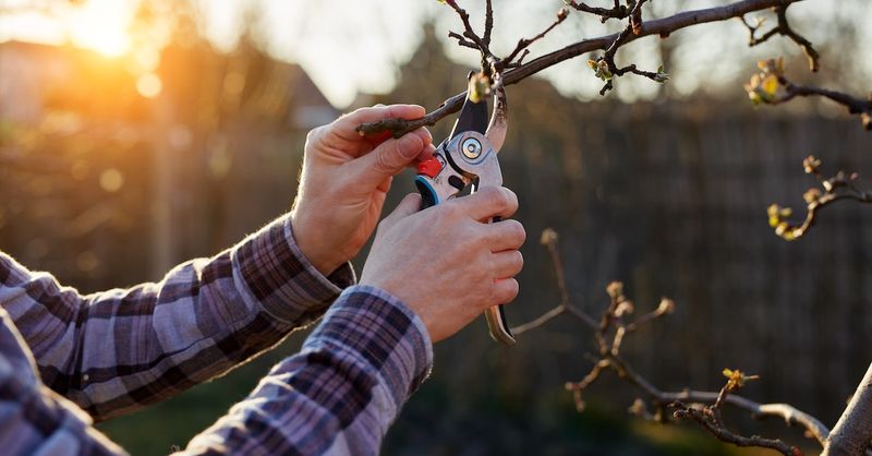 Prune Young Trees In Late Winter To Build Strong Structure