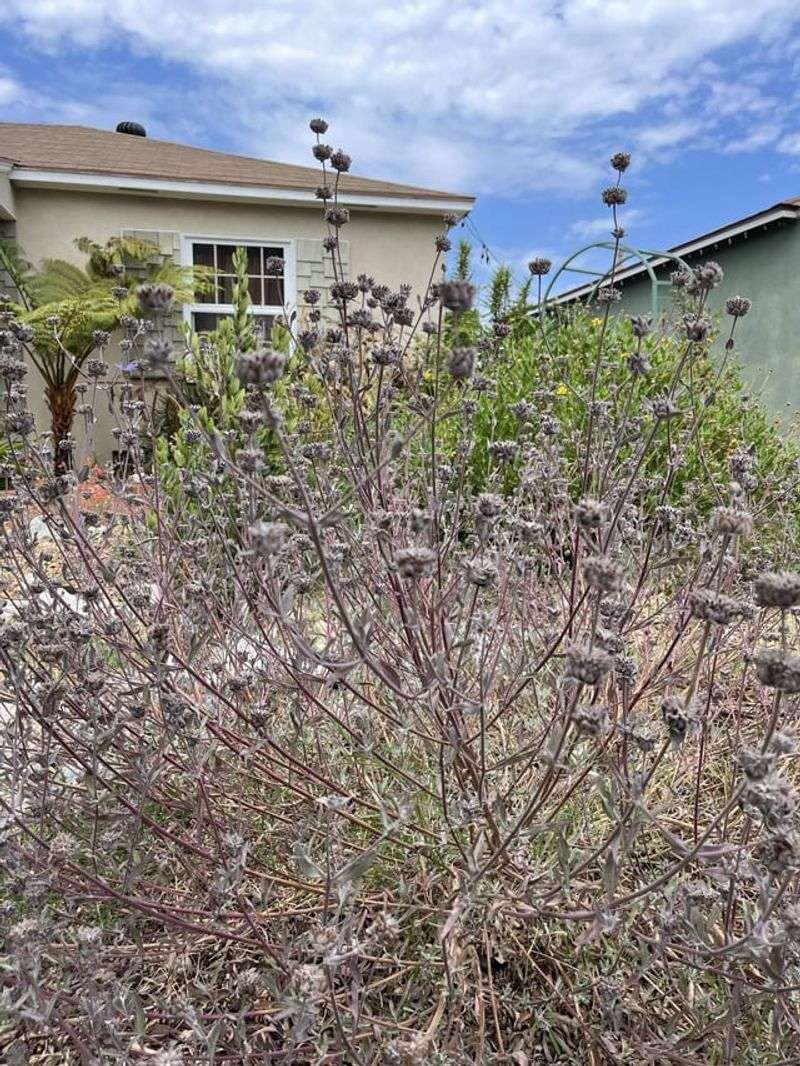 Common Mistakes Homeowners Make With Sage