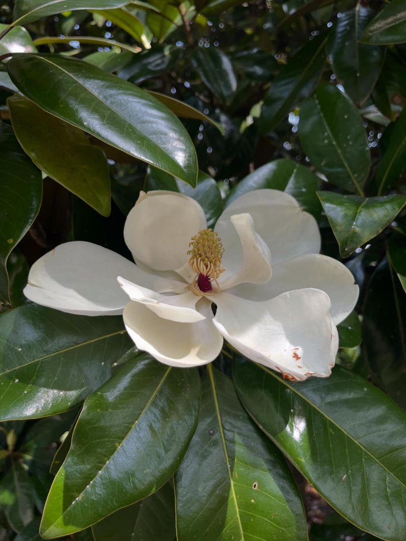 Why Magnolias Are A Texas Garden Favorite