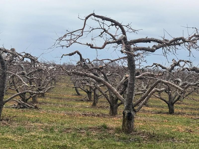 Know Your Local Chill Hour Range Before Choosing Any Variety