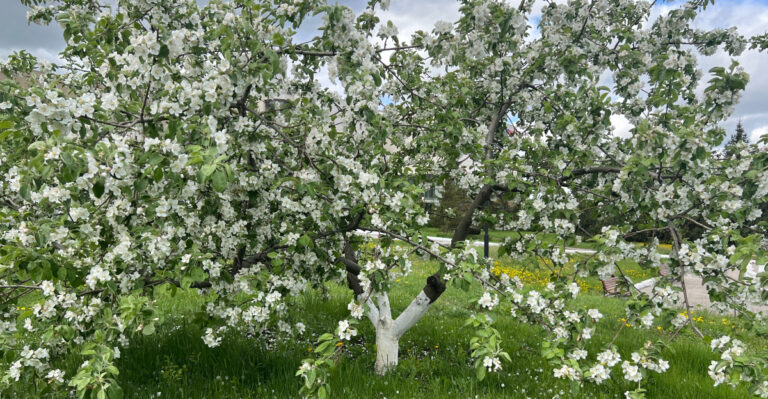 apple tree (featured image)