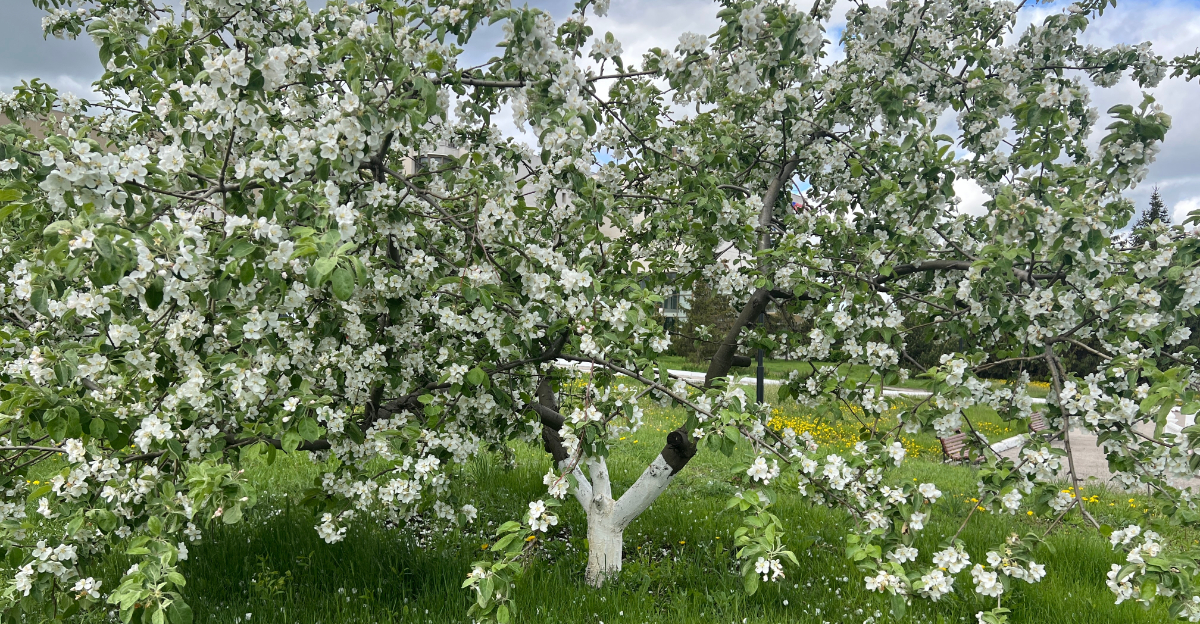 apple tree (featured image)