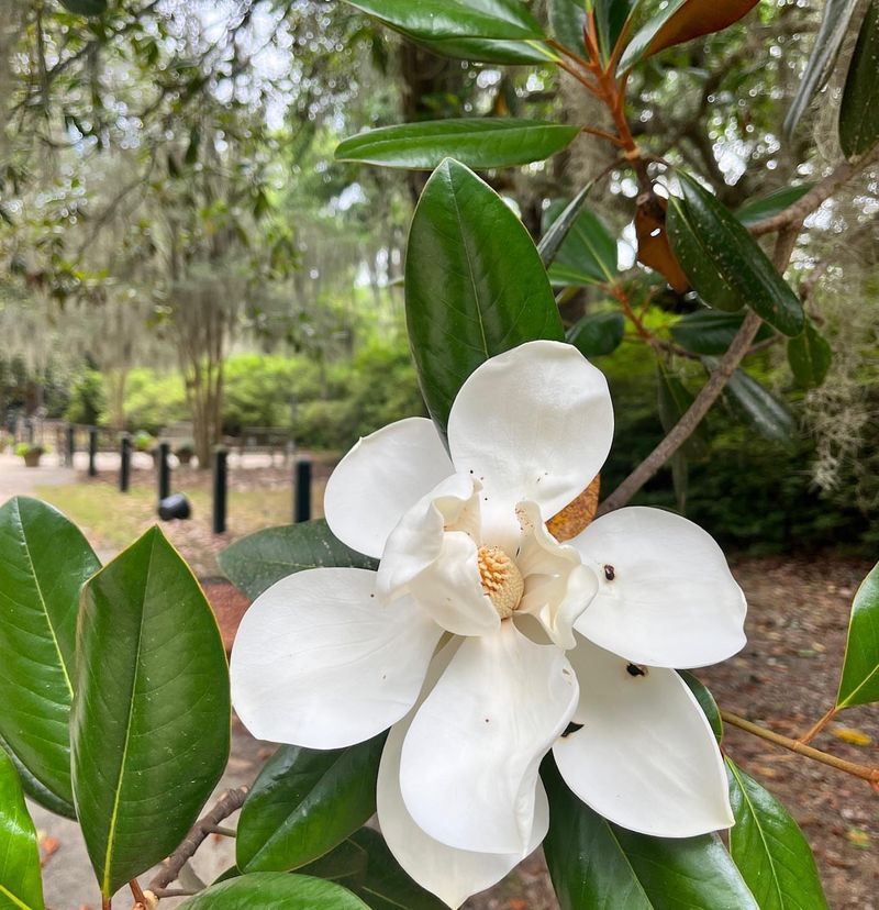 Start With Mature Size So It Truly Fits The Spot