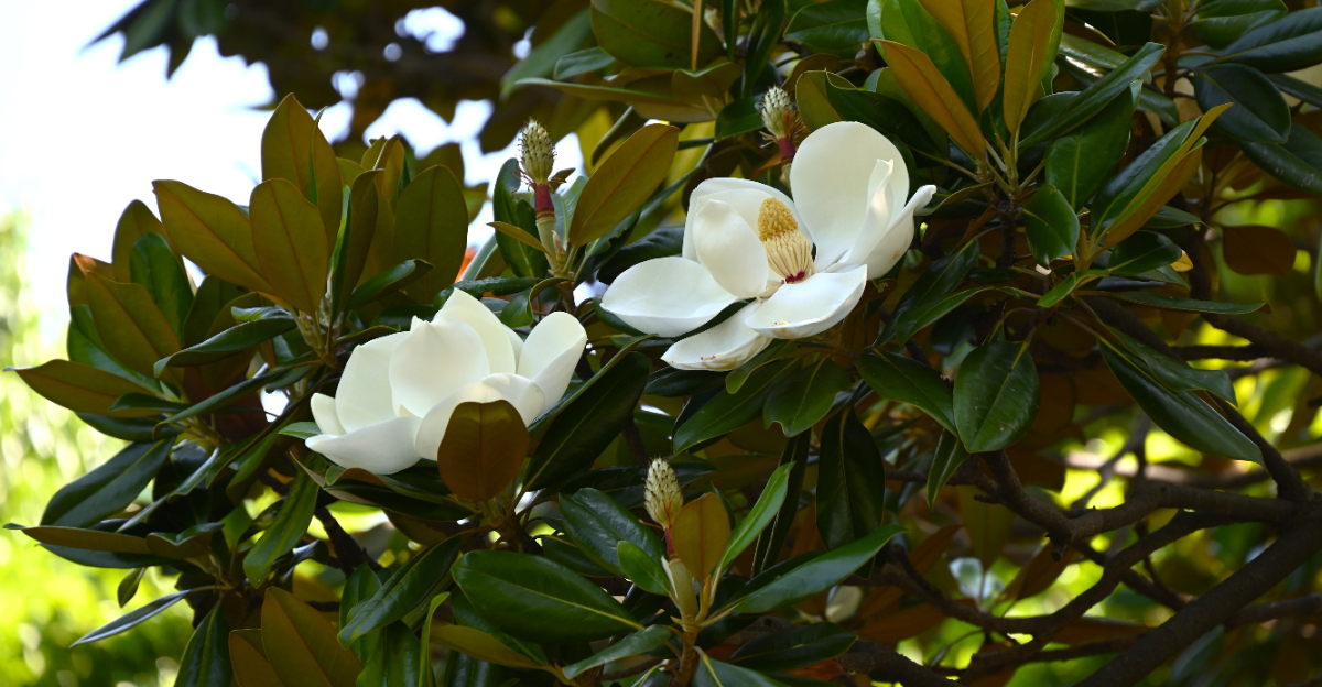 gardenia (featured image)