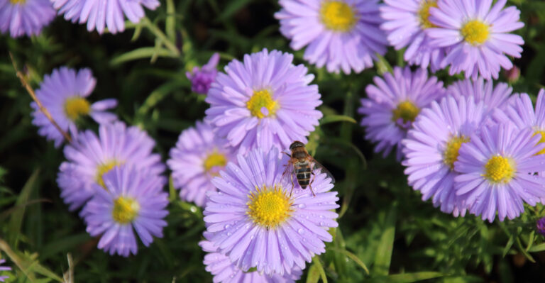bee on aster
