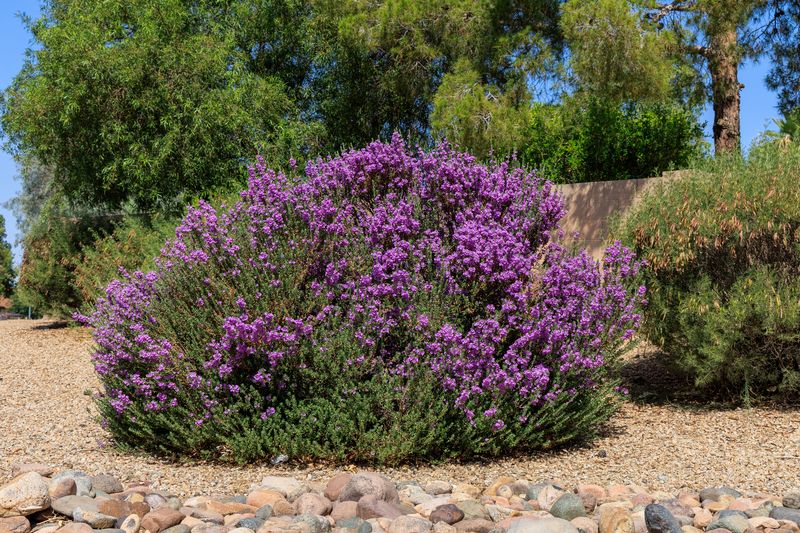 Choose Native Texas Plants That Love The Heat