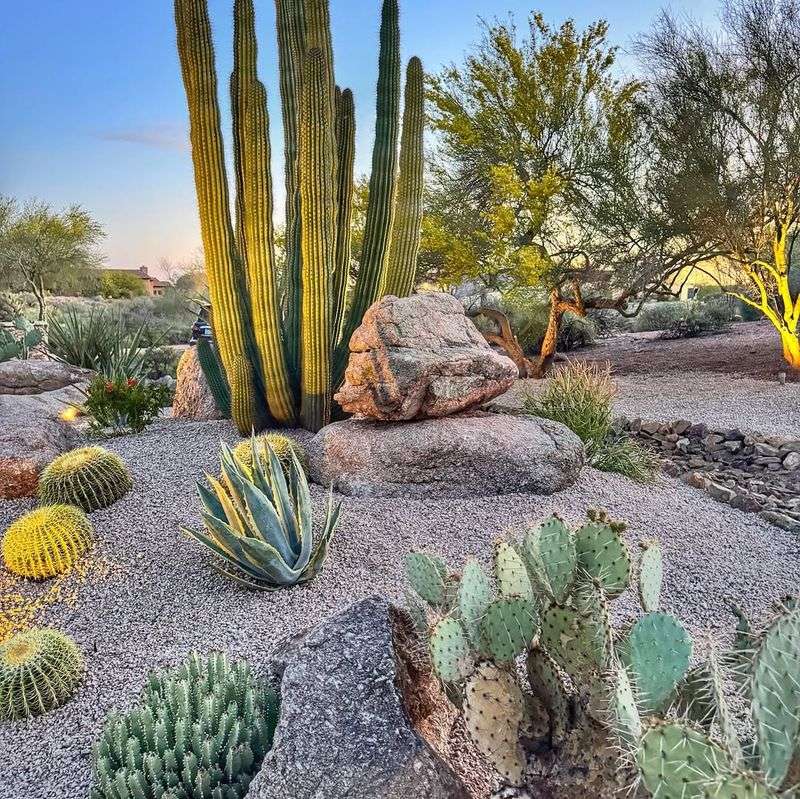 Start With A Mix Of Native And Desert-Adapted Plants