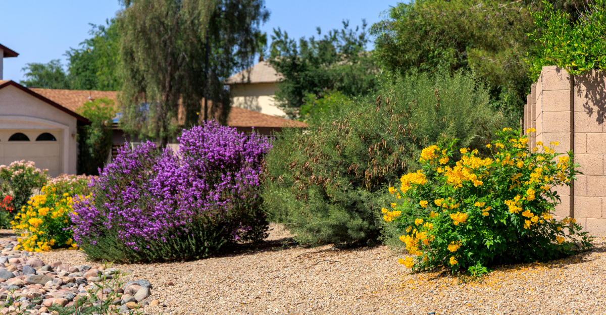 garden (featured image)