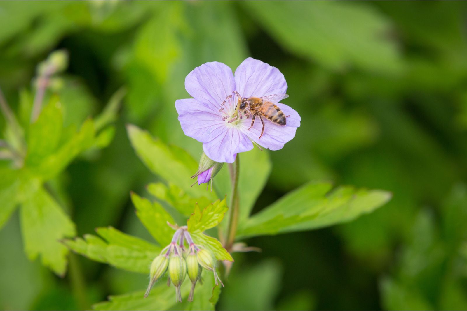 bee on wild geranium